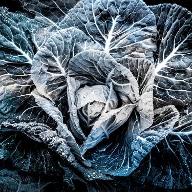 Original Abstract Botanic Photography by Michel Godts