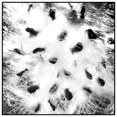 Milkweed Seeds Abstract - 1/1 Limited Single Edition 20x20 thumb