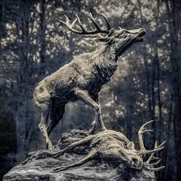 Saatchi Art Artist Michel Godts; Photography, “After The Fight, Deer - 1/1 Limited Single Edition 20x20” #art