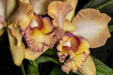Original Conceptual Botanic Photography by Barry Guthertz