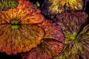 Original Fine Art Botanic Photography by Barry Guthertz