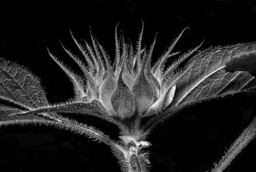 Original Conceptual Botanic Photography by Barry Guthertz