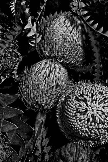 Original Botanic Photography by Barry Guthertz