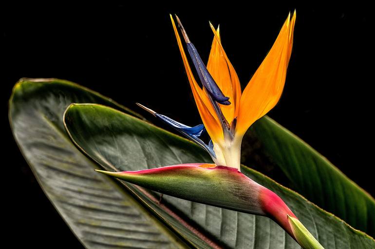 Bird of Paradise - Limited Edition of 25 Photography by Barry Guthertz ...