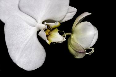 Original Conceptual Garden Photography by Barry Guthertz