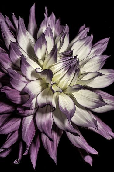 Dahlia in Violet - Limited Edition of 25 thumb