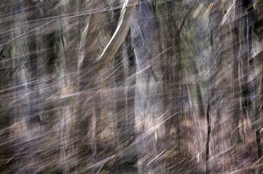 Print of Abstract Nature Photography by T Paige Dalporto