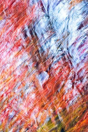 Print of Abstract Nature Photography by T Paige Dalporto