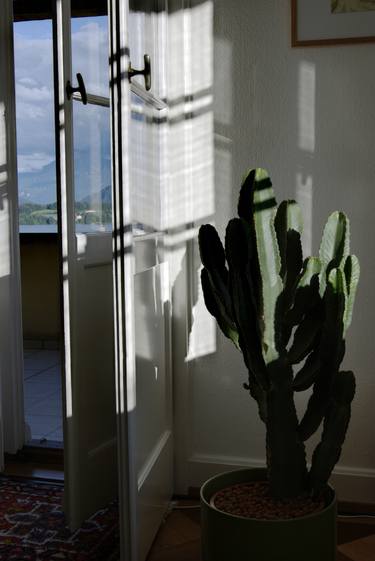 Portrait of Light: Still Life with Cactus thumb