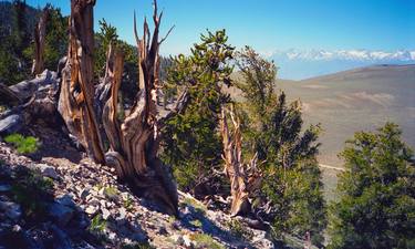 Ancient Bristlecone Pine Tree #10, Inyo National Forest thumb