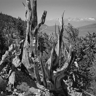 Ancient Bristlecone Pine Tree #11 BW, Inyo National Forest thumb
