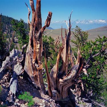 Ancient Bristlecone Pine Tree #11, Inyo National Forest thumb