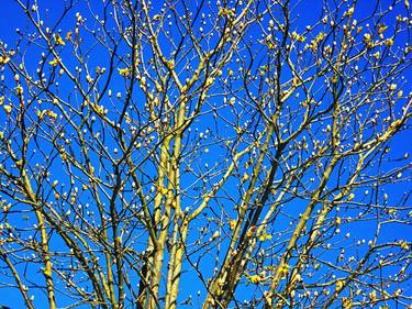 Sunlit tree with buttons thumb