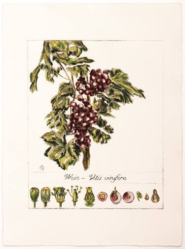 Print of Fine Art Botanic Printmaking by christine olbrich