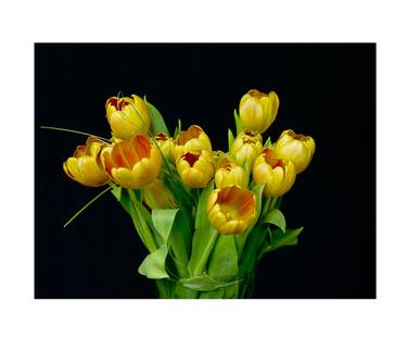Yellow Tulips #15 - Limited Edition thumb
