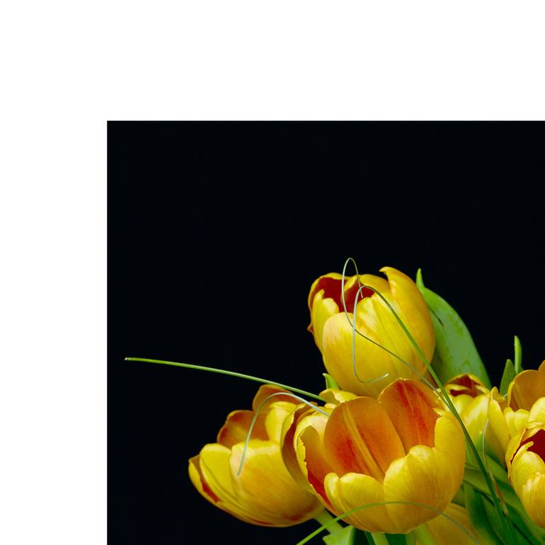 Original Fine Art Floral Photography by Paul Emerson