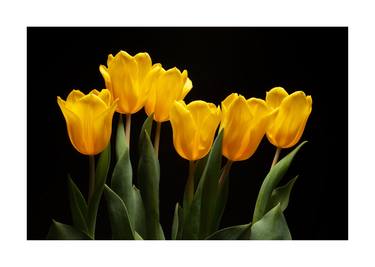 Original Fine Art Floral Photography by Paul Emerson