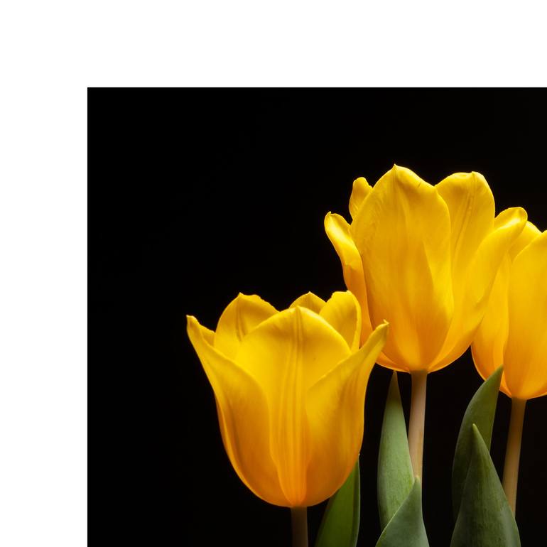 Original Fine Art Floral Photography by Paul Emerson