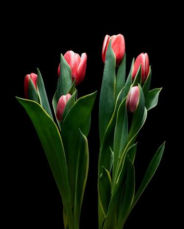 Original Fine Art Floral Photography by Paul Emerson