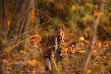 Print of Art Deco Animal Photography by Amber Sharma