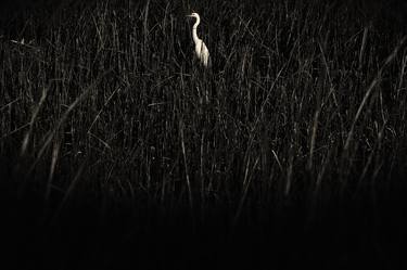 Egret (Botany Bay) - Limited Edition of 10 thumb