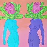 Protea Ladies by Marinka Plovanic