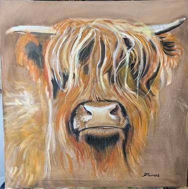 Highland cow portrait Aberdeen Angus thumb