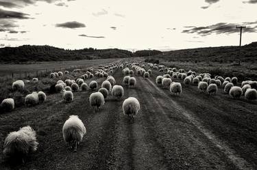 Original Animal Photography by Einar Orn