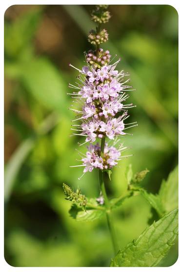 Original Floral Photography by Dragan Vlaisavljević