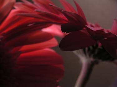 Gerbera - Shadow and light thumb