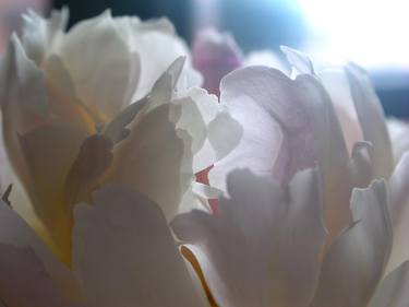 Print of Abstract Floral Photography by Alla Roshchina