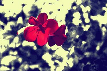 Print of Fine Art Floral Photography by Adelina Pashova