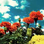 Flowers and Sky by Adelina Pashova