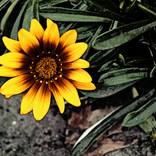 Sun Flower by Adelina Pashova