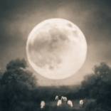 Collection New Shoots: Contemporary Photography