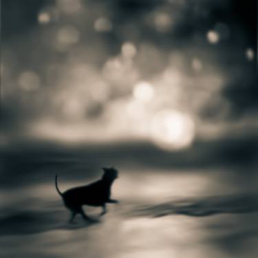 Original Fine Art Landscape Photography by Tami Bone