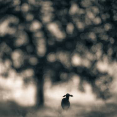 Original Fine Art Landscape Photography by Tami Bone