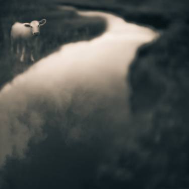 Original Animal Photography by Tami Bone