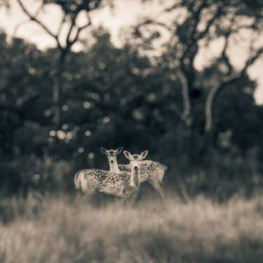 Original Fine Art Animal Photography by Tami Bone