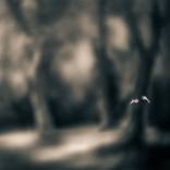 Cypress #1 of 2 by Tami Bone