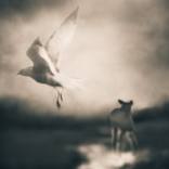 Sanctuary #1 of 4 by Tami Bone