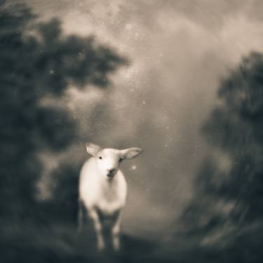 Original Animal Photography by Tami Bone