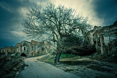 Original Documentary Tree Photography by Nino Pillitteri