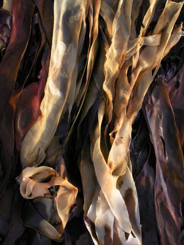 Print of Abstract Nature Photography by Robert lebarbier