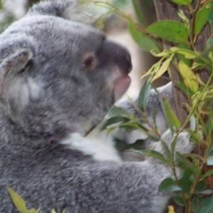 Collection Koala's