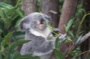 Koala Love thumb