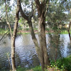 Collection Aussie Forest and Rivers