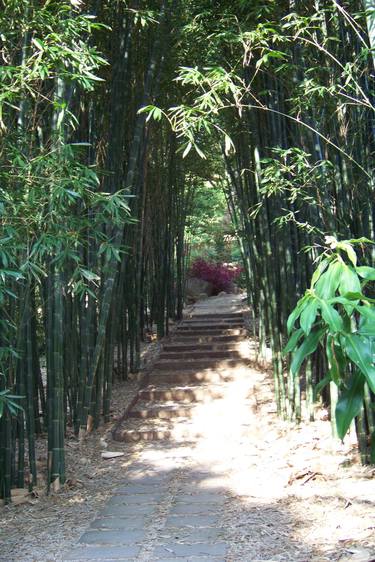 Bamboo Walkway thumb