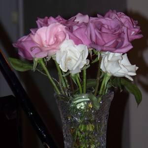 Collection Roses