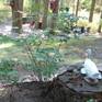 view additional image 1